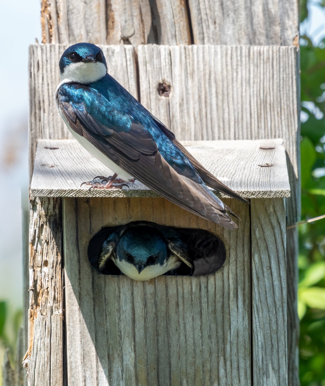 Two tree swallows at a nest box — one on the roof, one in the doorway. Photo: Rhododendrites via Wikimedia Commons (CC BY-SA 4.0)