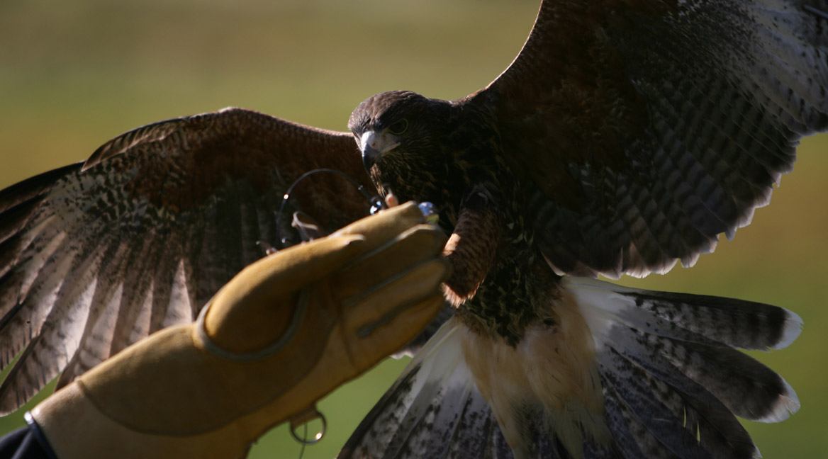 New England Falconry