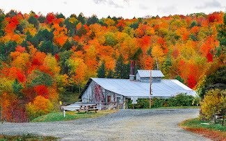 Sugarbush Farm
