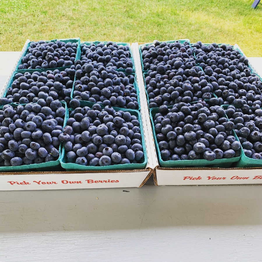 Owl's Head Blueberry Farm