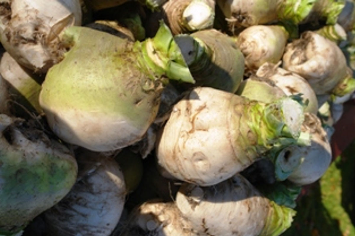 Gilfeather Turnip Festival